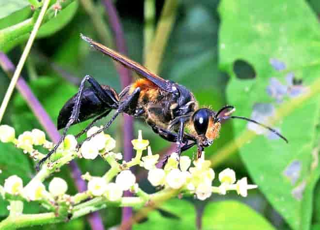昆虫図鑑・キンモウアナバチ